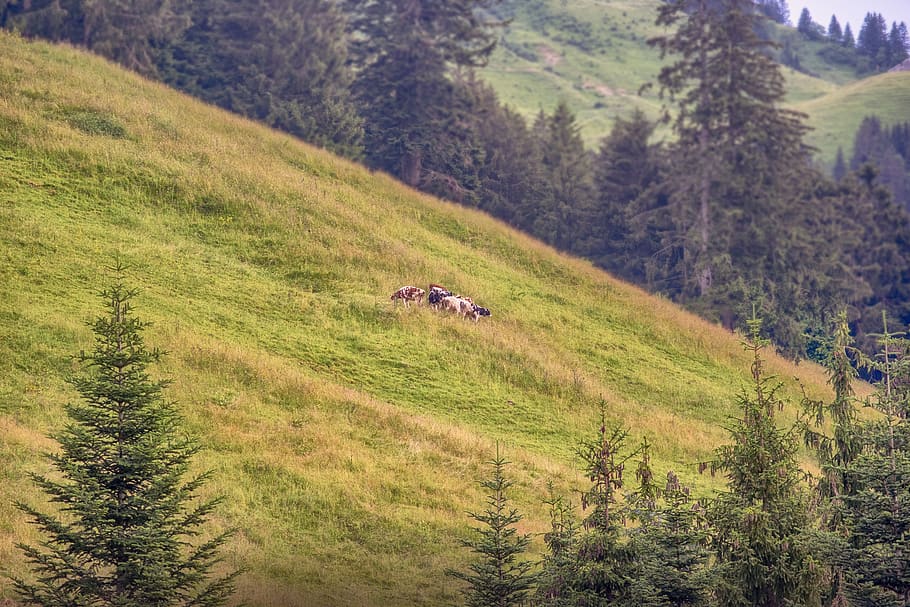 prado, mountain, cows, moleson, alpine, grass, alps, plant HD wallpaper