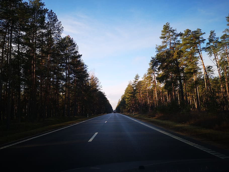 Asphalt Road In Between Trees, conifer, drive, forest, highway HD wallpaper