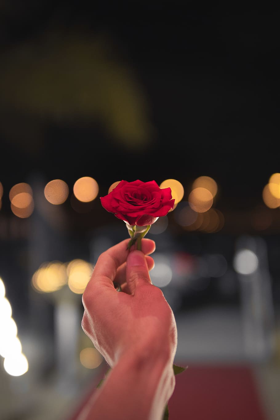 Person Holding Red Rose, bloom, blossom, flora, flower, hand HD wallpaper