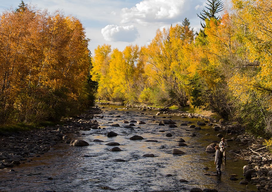 yellow-leafed trees, person, aspen, landscape, autumn, water HD wallpaper