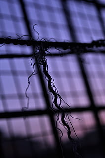 wire, barbed wire, knot, text, spiral, coil, handwriting, calligraphy HD wallpaper