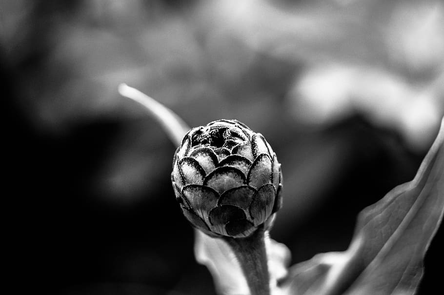 flower, bud, macro, nature, petals, foliage, spring, garden HD wallpaper