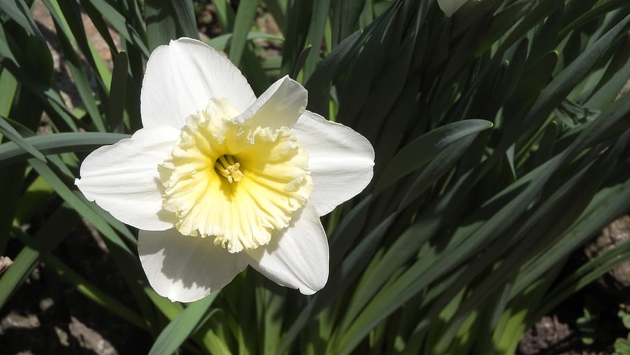 daffodil, spring flowers, easter, easter flowers, close up HD wallpaper