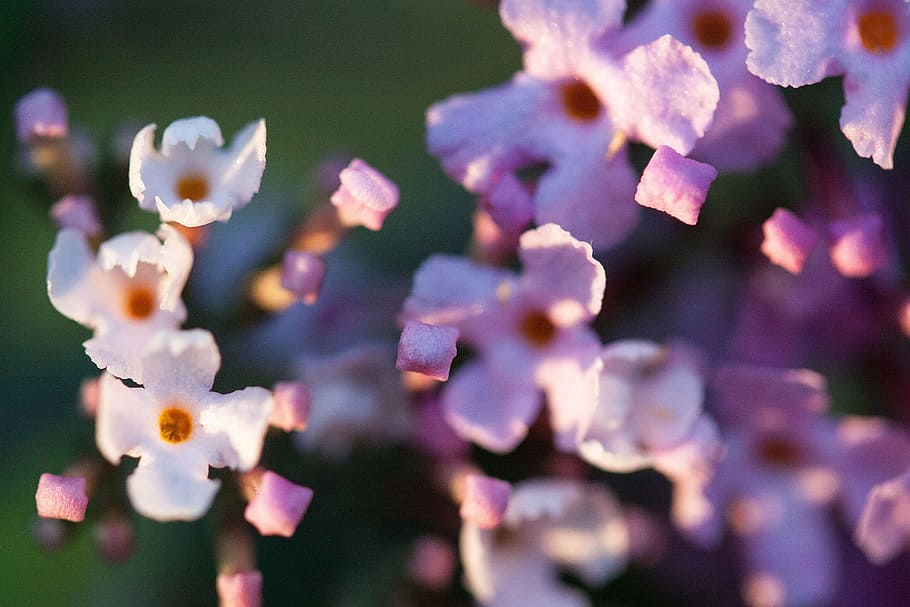 buddleja, davidii, fresh, flower, nature, fragrance, garden HD wallpaper