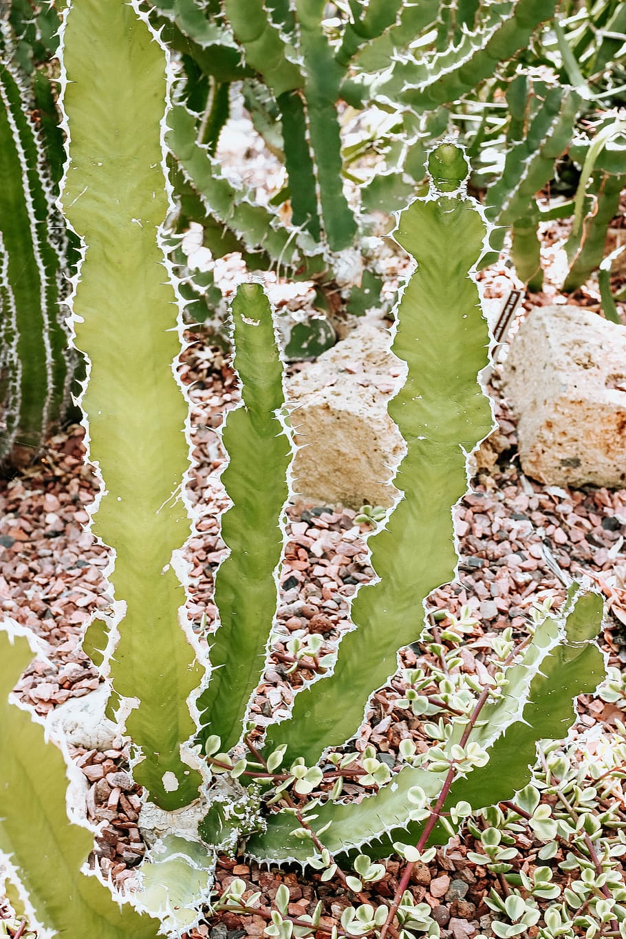 plant, aloe, cactus, nature, ice, outdoors, leaf, snow, ground