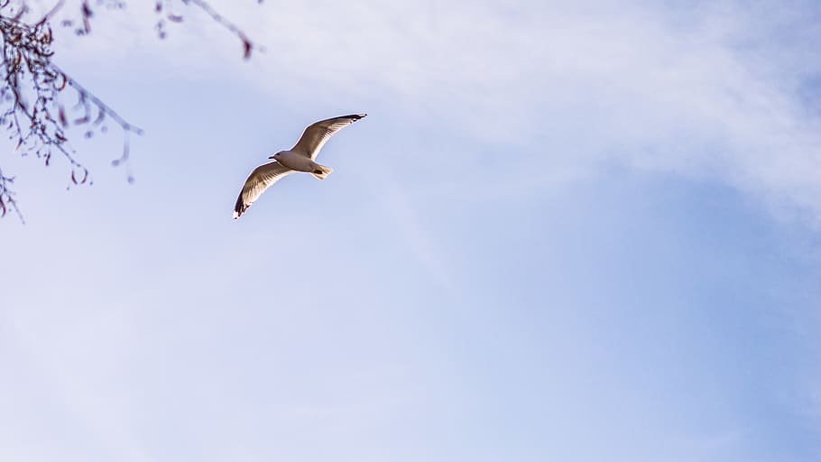 sweden, örebro, seagull, sharp, sky, fly, bird, flying, animal wildlife HD wallpaper