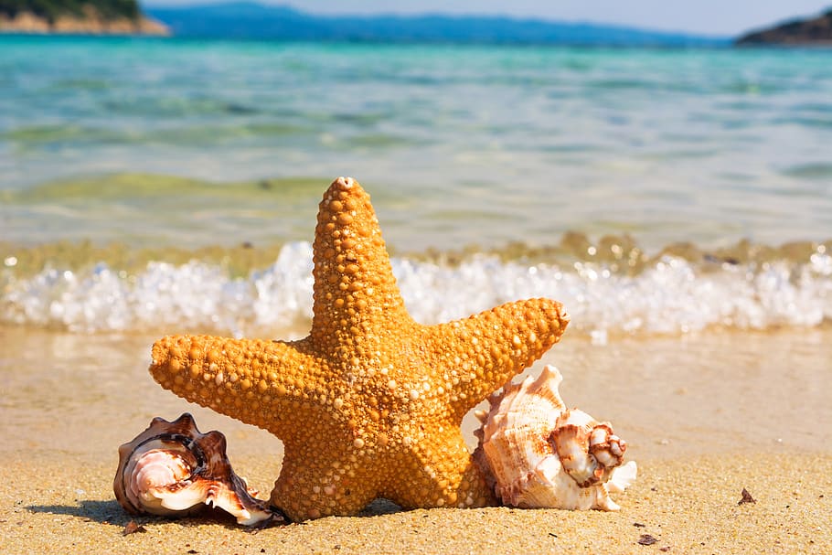 Selective Focus of Starfish Between Shells on Seashore, animal, HD wallpaper