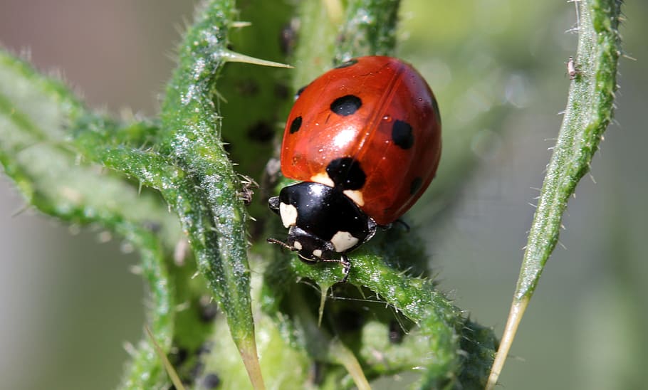 ladybug, asian, animal, wild, nature, macro, insect, animal themes HD wallpaper