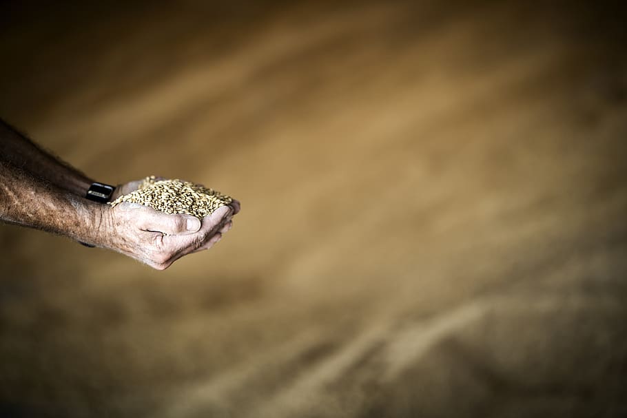 hand, grain, yellow, human hand, one person, human body part HD wallpaper