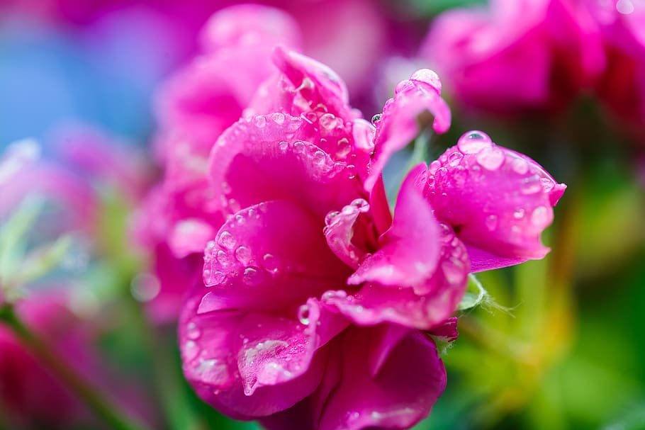 raindrops, flowers, nature, macro, rosa, kropledeszczu, flowering plant HD wallpaper
