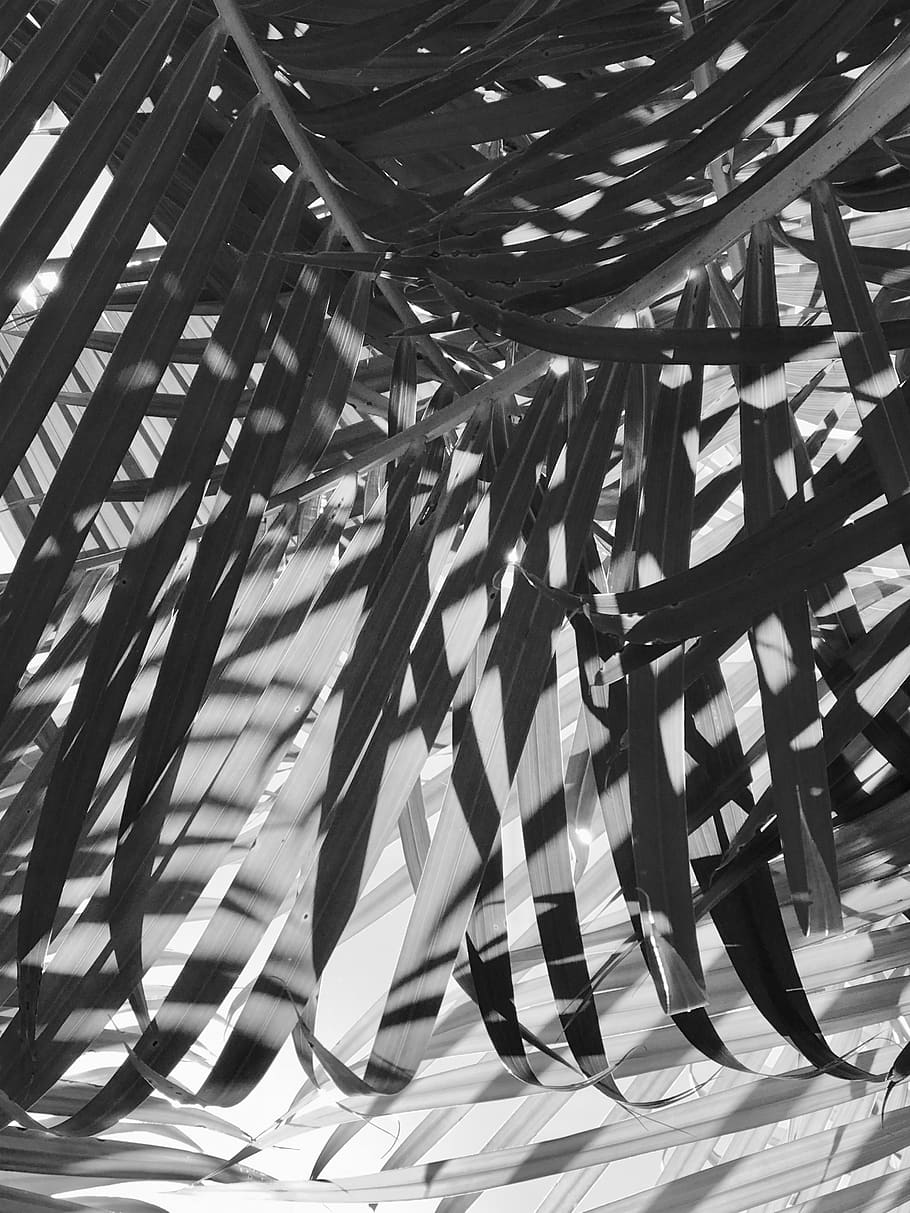 nature, line, shadow, black and white, plant, pattern, day HD wallpaper