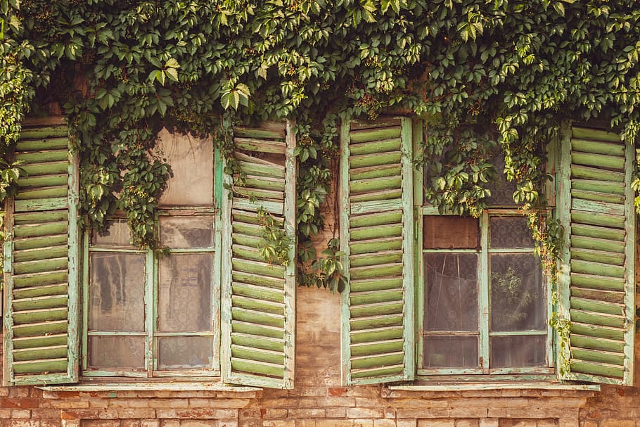 green wooden grills, window, building, wall, plant, leaf, old, HD wallpaper