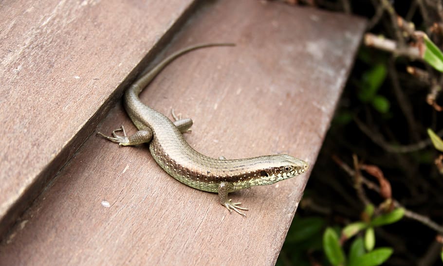 lizard, reptile, nature, animals, animal world, shiny, animal themes HD wallpaper