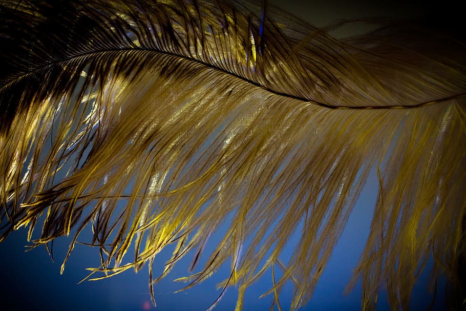 spring, strauss, bird, animal, nature, soft, feather, silk HD wallpaper