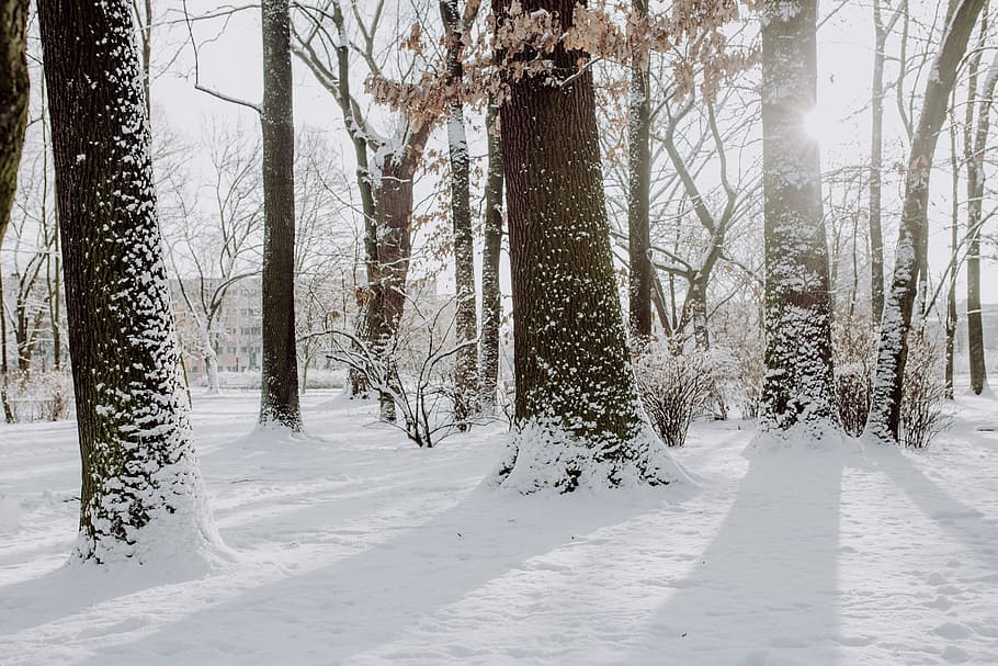 Wintery Park, white, clean, outdoor, trees, cold, snow, snowy HD wallpaper