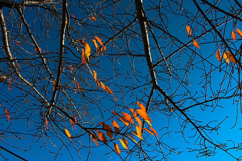 plant, leaf, tree, bird, animal, maple, newhaven, yale, blueskies HD wallpaper