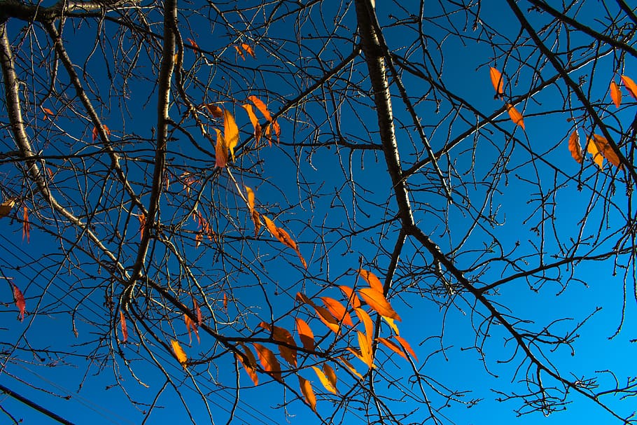 plant, leaf, tree, bird, animal, maple, newhaven, yale, blueskies HD wallpaper