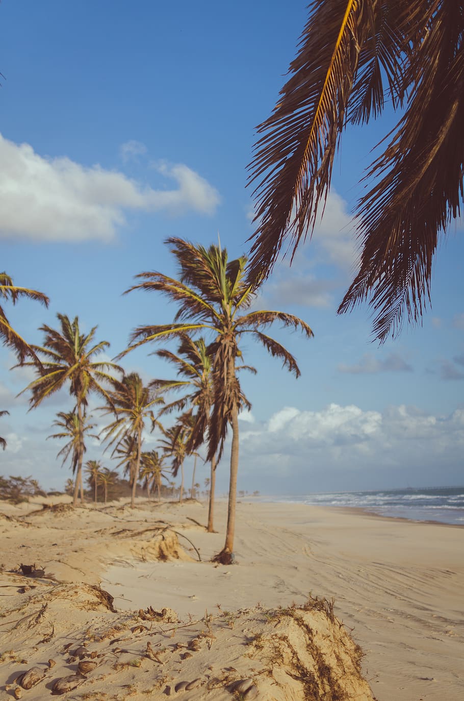 Coconut Tree Near Sea at Daytime, beach, beautiful, coconut trees HD wallpaper