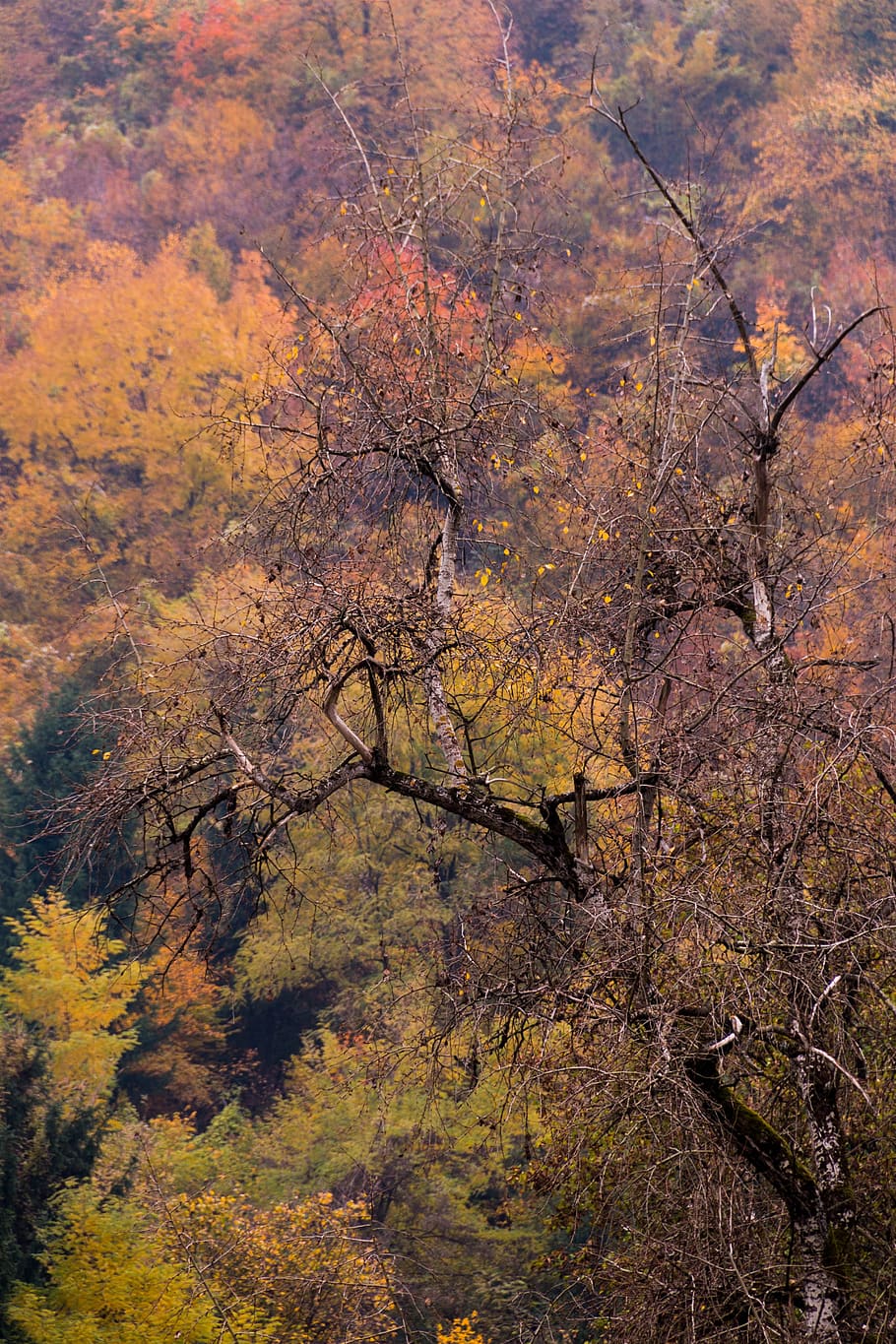 withered tree, plant, tree trunk, maple, conifer, painting, art HD wallpaper