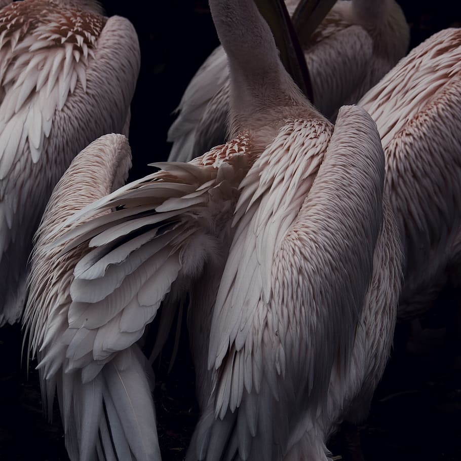 flock of white pelicans, bird, feather, wing, group, animal, zoo HD wallpaper