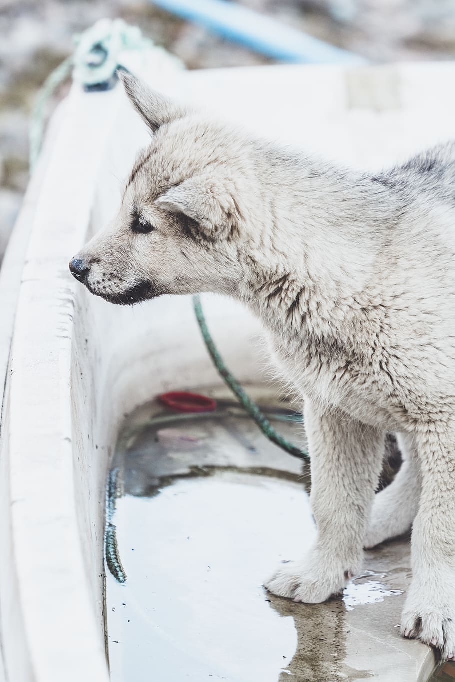 white coated puppy, animal, mammal, pet, canine, dog, fox, wildlife HD wallpaper