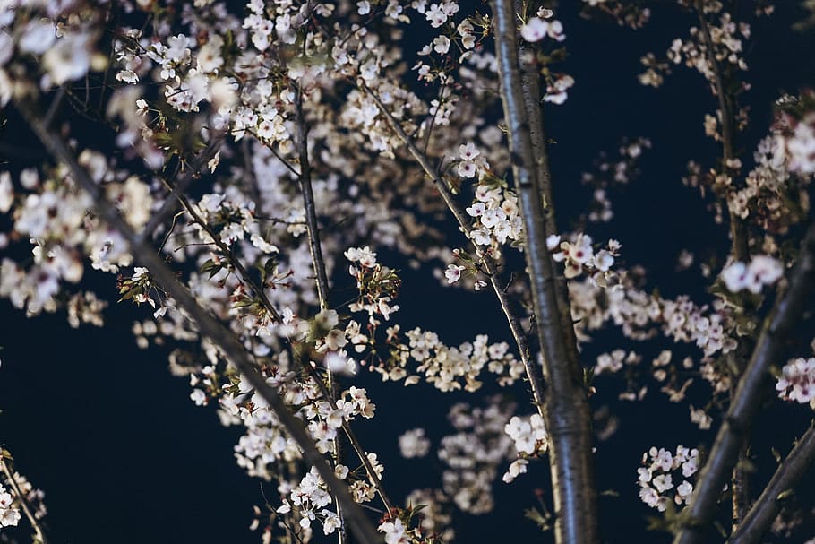 plant, flower, blossom, cherry blossom, spring, sakura, night HD wallpaper
