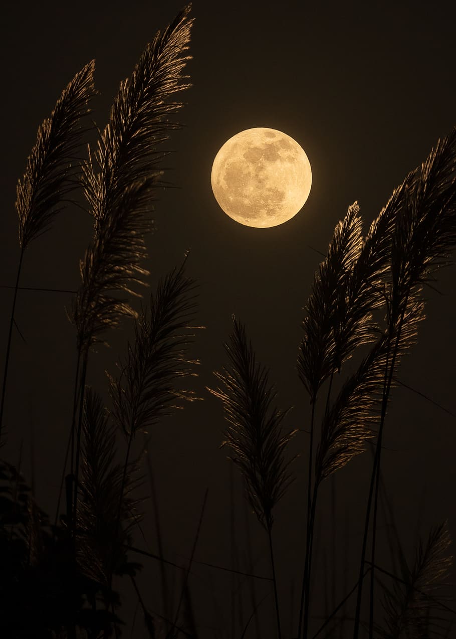 full moon, sky, night, low angle view, beauty in nature, space HD wallpaper