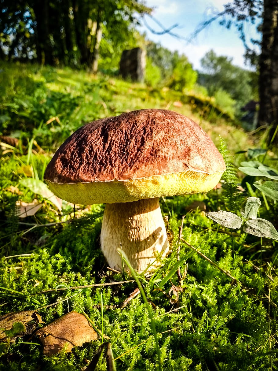 mushroom, cep, forest, autumn, nature, moss, edible, mushrooms, HD wallpaper