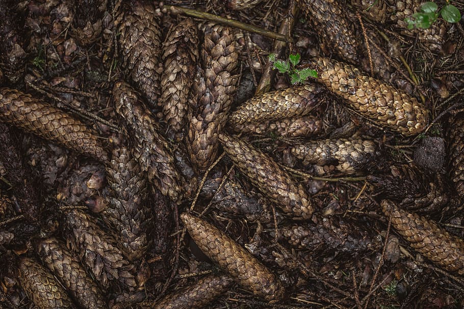 belarus, minsk, pinecone, pine cone, cones, nature, pattern HD wallpaper