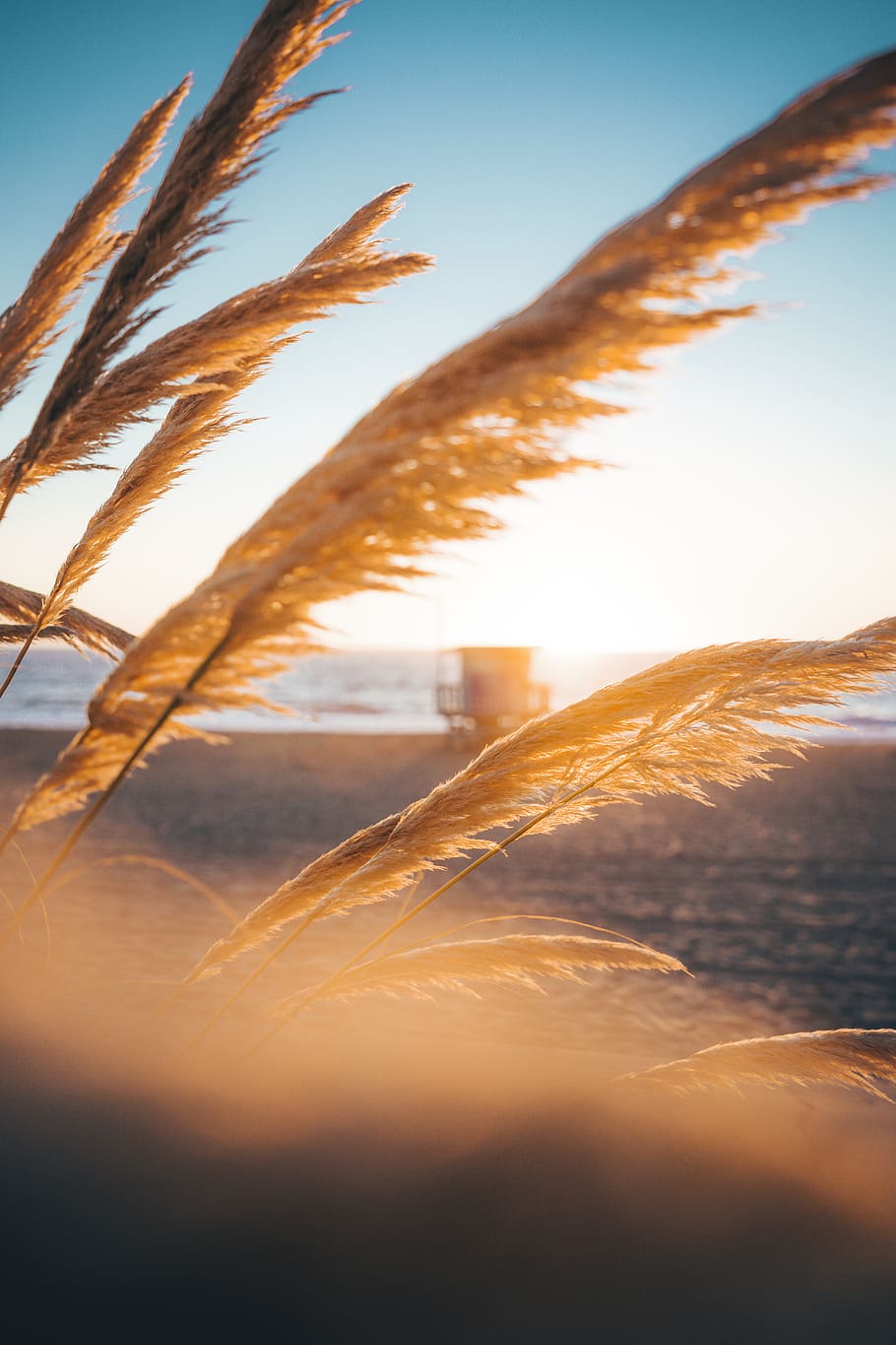 shoreline, coastal, sunny, sunlight, vibes, beach life, depth of field, HD wallpaper