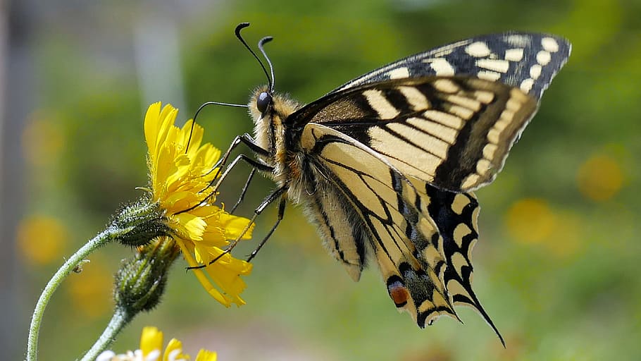 butterfly, insects, macro, pollen, yellow, invertebrate, animal HD wallpaper