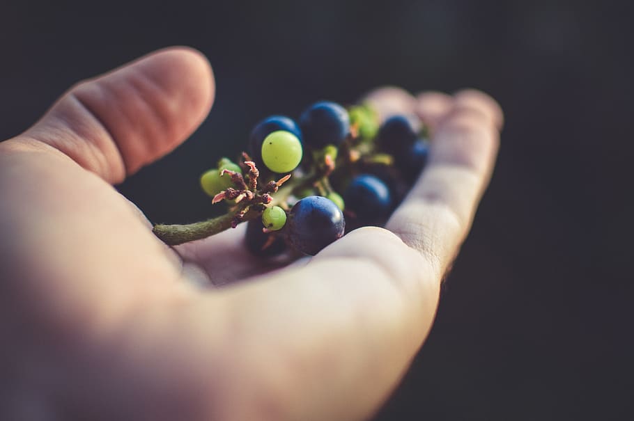 Person Holding Purple Grapes, aroma, blurred, botany, centered HD wallpaper