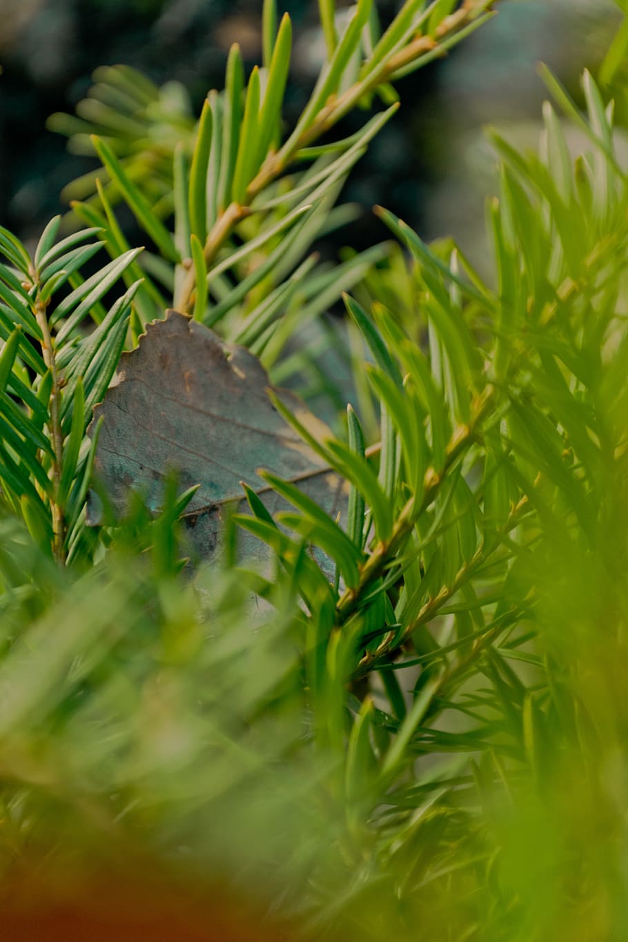 leaf, green, winter, cold, fresh, wet, garden, nature, leaves HD wallpaper