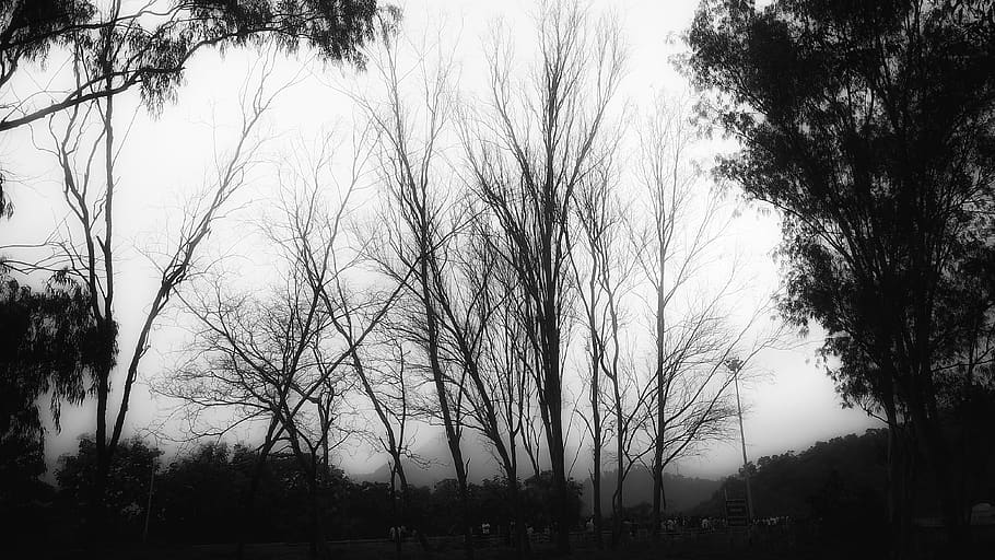 india, vijayanagar, polo forest himmatnagar, cold, tree, mobile photography HD wallpaper