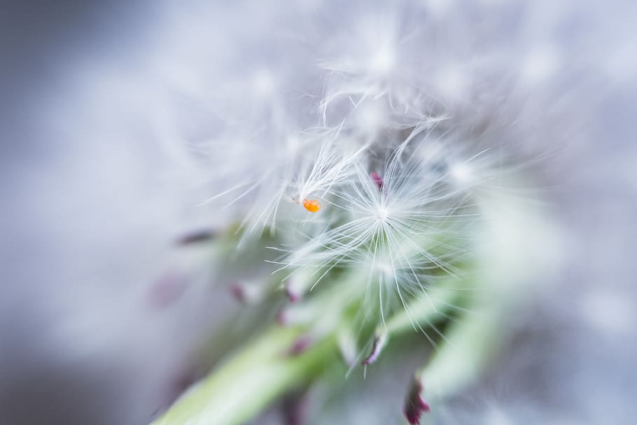 switzerland, aarau, fragility, flower, plant, vulnerability HD wallpaper