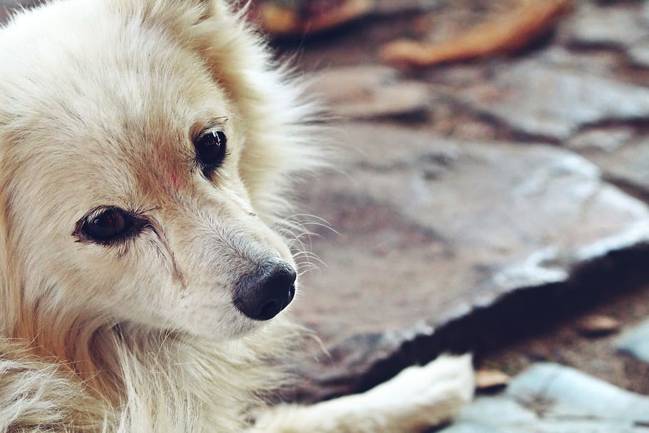 india, pavagadh hills, one animal, animal themes, mammal, pets HD wallpaper
