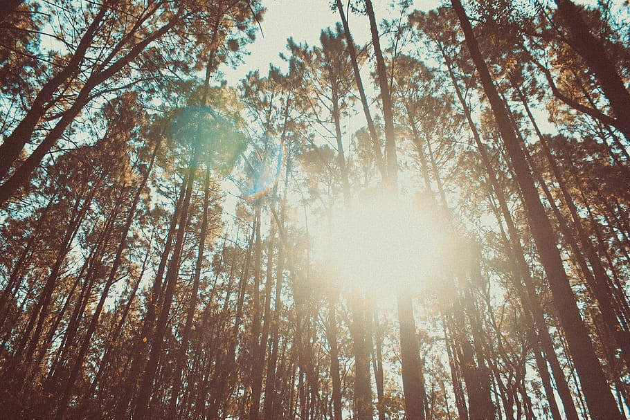 trees, forest, wood, life, nature, explore, explorer, wild HD wallpaper