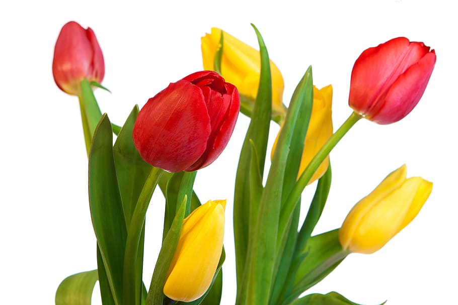 tulips, bouquet, bunch, white, color, colorful, flora, flower HD wallpaper