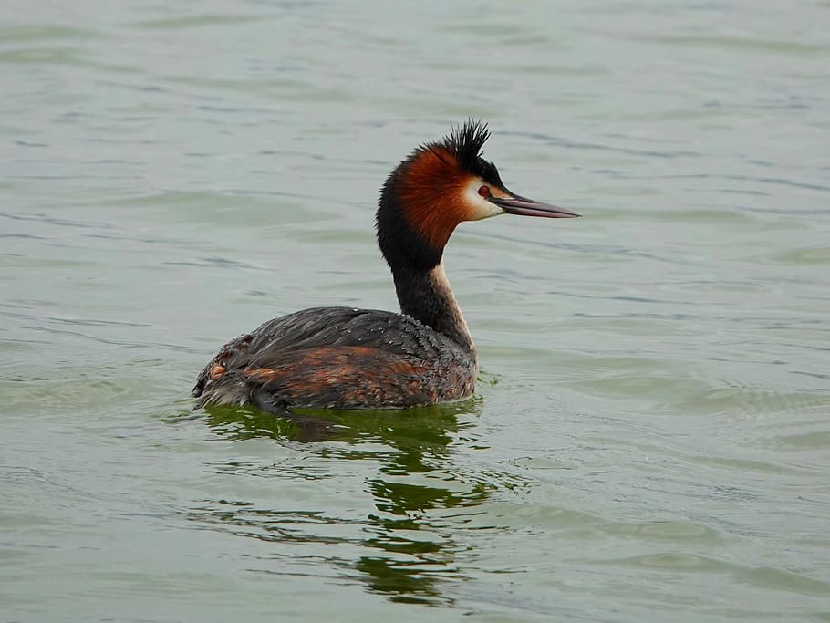 bird, grebe, spring, water, sea, animals in the wild, vertebrate HD wallpaper