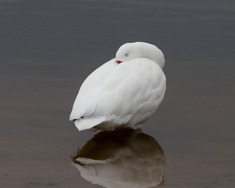white pet bird, one animal, animal wildlife, animal themes, vertebrate HD wallpaper