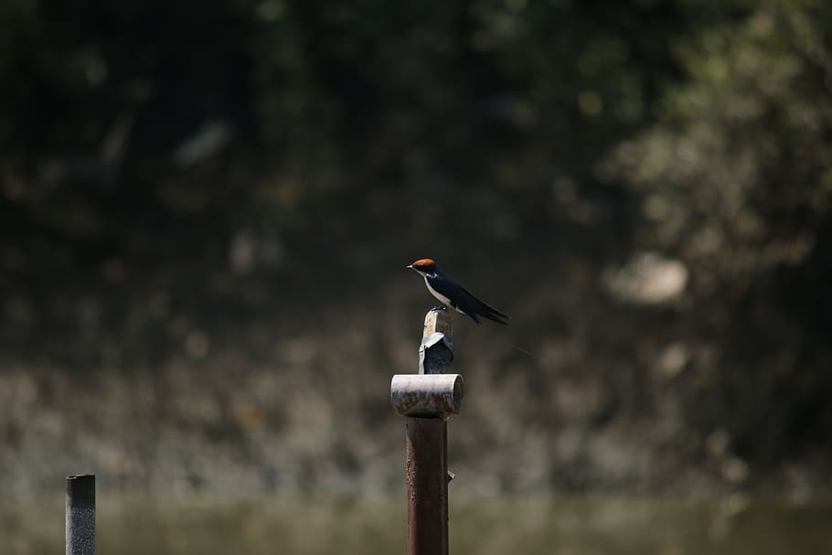 flight, birds, sky, dom, nature, wings, water, blue, creature HD wallpaper