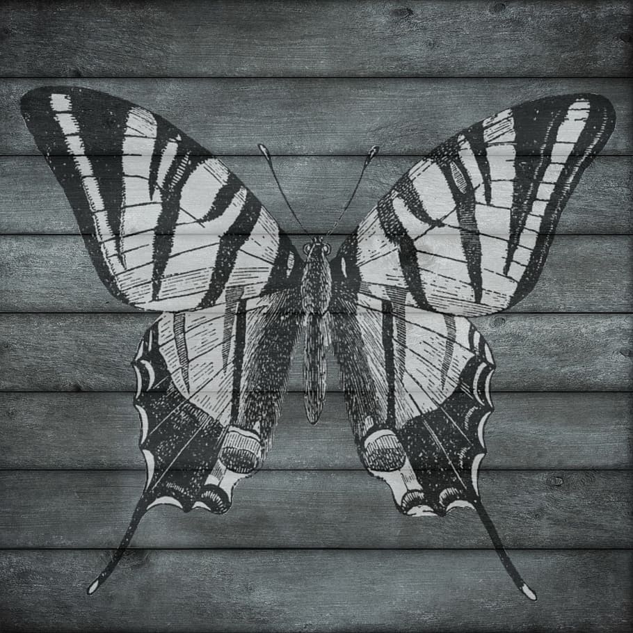 print, printed, butterfly, insect, graphic, no people, art and craft HD wallpaper