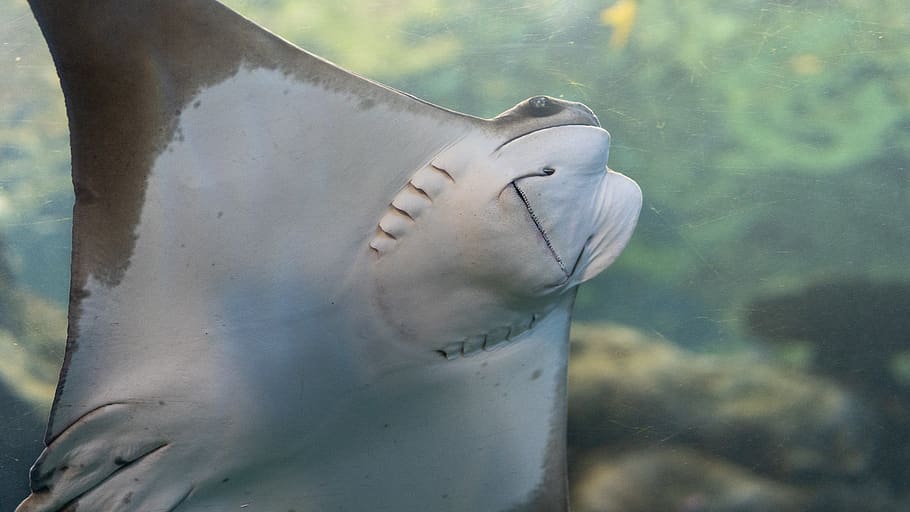 white and grey manta ray, fish, sea life, animal, automobile HD wallpaper