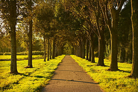 trees, lane, tree lined, road, field, perspective, vanishing point HD wallpaper