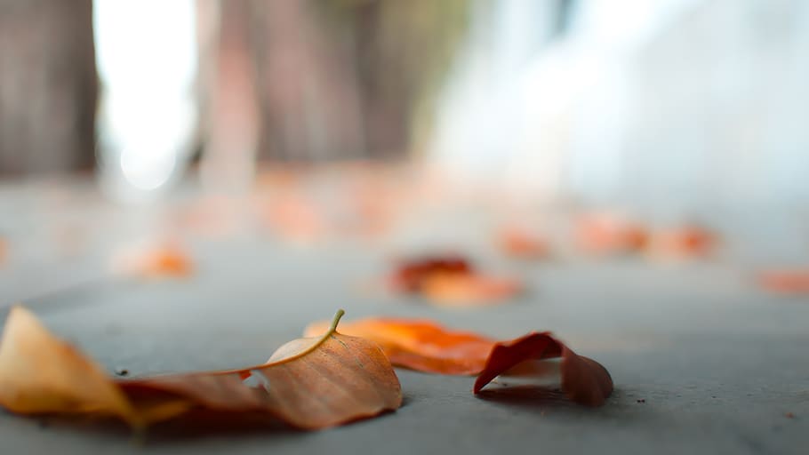 dried leaves on ground, plant, petal, flower, flora, blossom HD wallpaper
