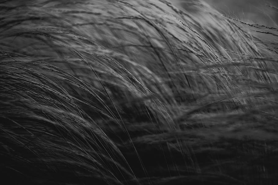 grass, plant, lawn, cat, mammal, pet, animal, hamburg, deutschland HD wallpaper