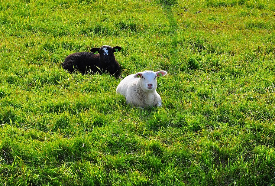 sheep, black, white, wool, nature, cute, mammal, grass, animal themes, HD wallpaper