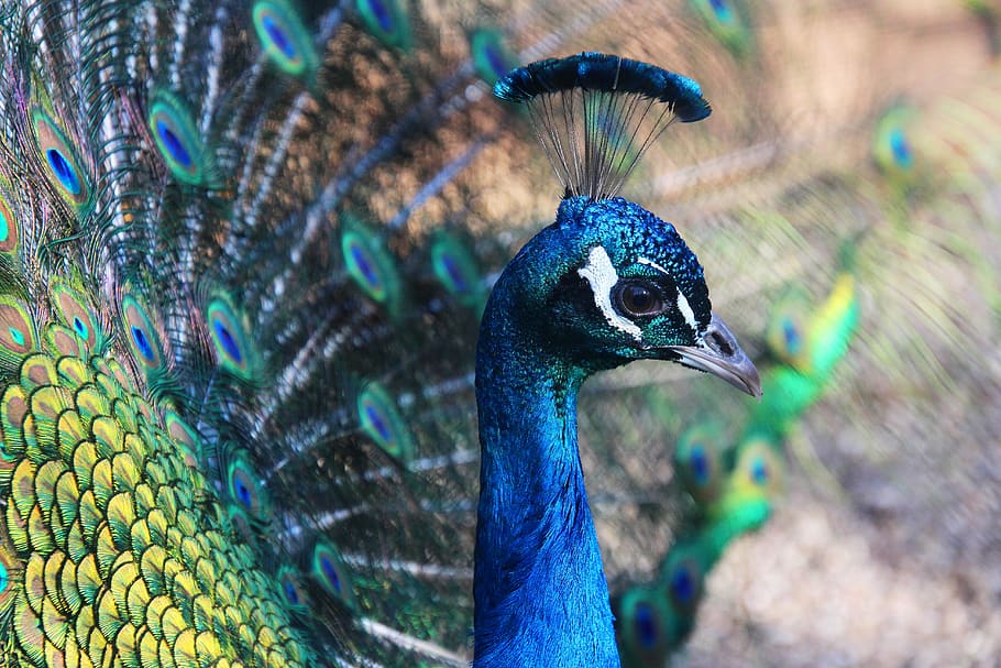 peacock, animal, feather, bird, plumage, blue, color, pride HD wallpaper