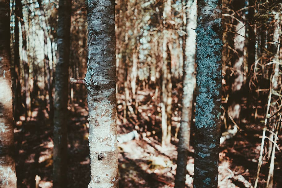 forest, trees, summer, bokeh, nikon, hike, trails, canada, tree trunk HD wallpaper