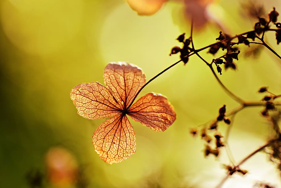 hydrangea petiolaris, climbing hydrangea, shrub, flower, petal HD wallpaper